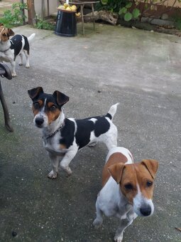 Jack Russel terier - 5