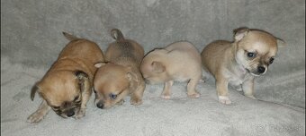 Čivava krátkosrstá Mini - 5