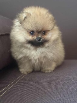 Nememcký špic/ Pomeranian - 5
