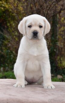 Labrador retriever šteniatka s PP - 5
