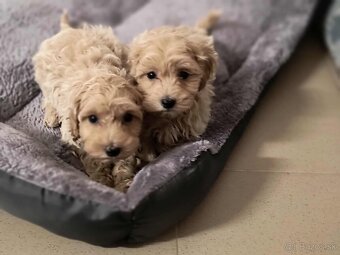 Maltipoo - 5