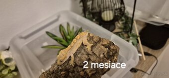 Pagekon riasnaty - 5