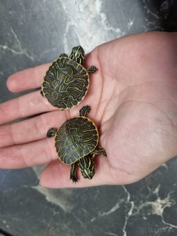 Vodná korytnačka - 5