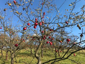 Jablká na kvas, jablkový kvas - 5