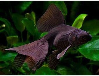 Akvárium + príslušenstvo - 5