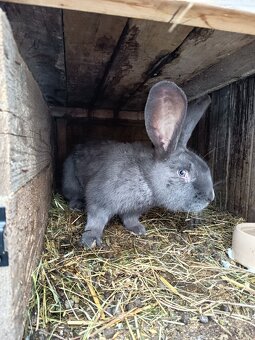 Nemecký obrovity strakac - 5