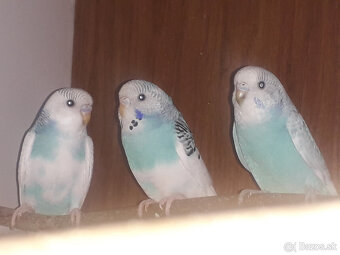 predám zebričky a andulky - 5