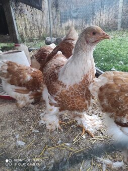 Araucana lavender , lakenfeldka, brahmanka - 5