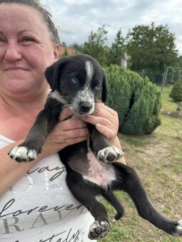 Ajándézokok husky-labrador kölyköket - 5