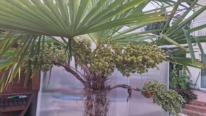 Sadenice mrazuvzdornej palmy Trachycarpus fortunei - 5
