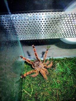 Pavúk, Vtáčkar , Tarantula , Terárium - 5