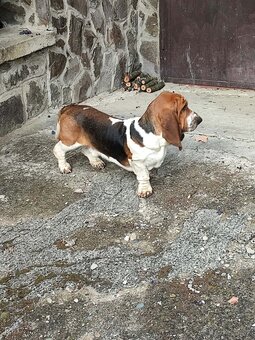 BASET - BASSET. - 5