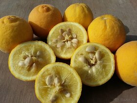 Citrónovníkovec trojlistý - vonku rastúci citrus do -27℃ - 5