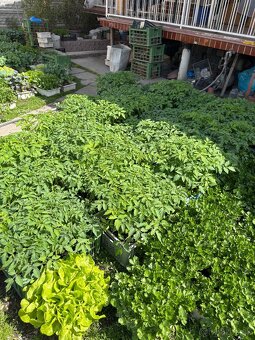 Planty - 5