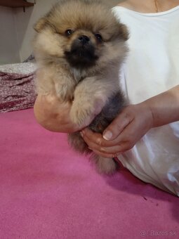 Prodám štěňata pomeranianu - 5