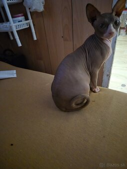 Predám Sphynx - 5