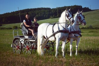Volny cas, ustajnenie, prenajom koni... - 5
