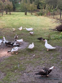 Kačka pižmová - 5