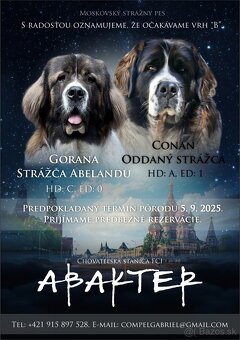 Moskovský strážny pes – 2 voľní psi (vrh B) - 5