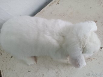 Francúzsky baran - 5