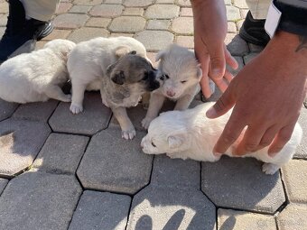 Máme na predaj šteniatka - 5