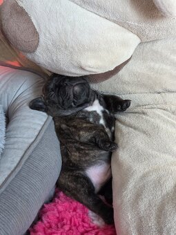 Francúzsky buldoček - 5