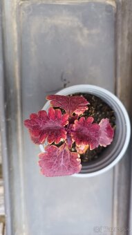 Coleus - 5