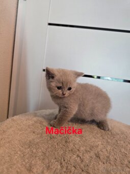 Škótske mačiatka - 5