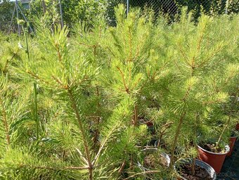 Borovica cierna ,borovica lesna, kosodrevina - 5