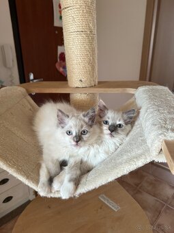 Ragdoll mačiatka - 5