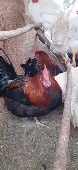 Kohúti maranské medenokrké - 5