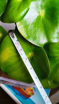Peperomia - 5