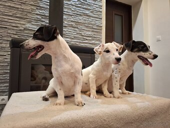 Jack russel terier - 5