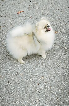Pomeranian - 5