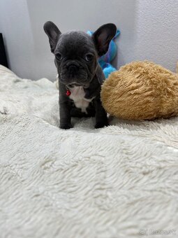 Francúzsky buldoček modré dievčatko - 5