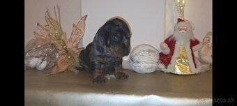 Jazvečík trpasličí šteniatka - 5