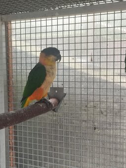 Amazónik čiernotemenný - mladý samec r. 2025 - 5