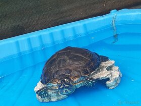 Predám vodnú korytnačku - 5