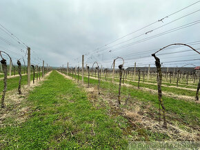 Krásny vinohrad na veľkom pozemku vo vinohradníckej obla - 5