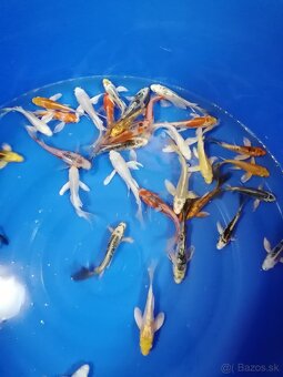 Koi kapre - 5