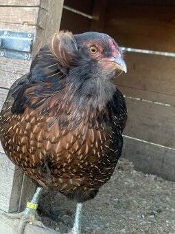 Araucana kuriatka - 5