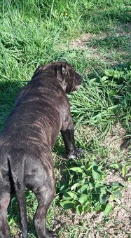 AMERICAN BULLY - 5