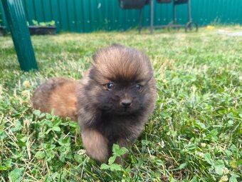Pomeranian špic oranžovy šteňatá k odberu ihneď. - 5