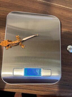 Pagekon riasnaty - 5