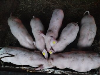 Predám odstavčatá - 5