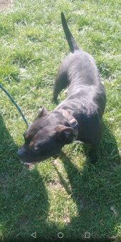 American BULLY fenka - 5