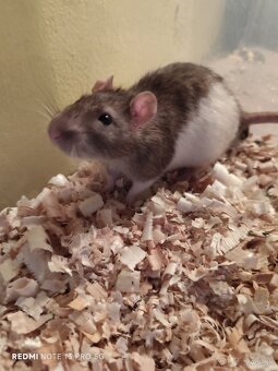 Darujem dospelé Dumbo potkany - 5