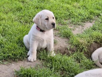 Labrador s PP - 5