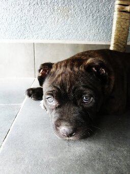 American Bully XL, šteniatka 8 týždňov - 5