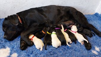 Labrador s PP žlté a čierne šteniatka - 5